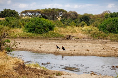 Tanzania26-1255.jpg