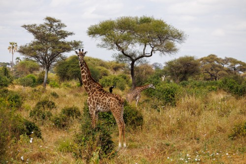 Tanzania26-1278.jpg