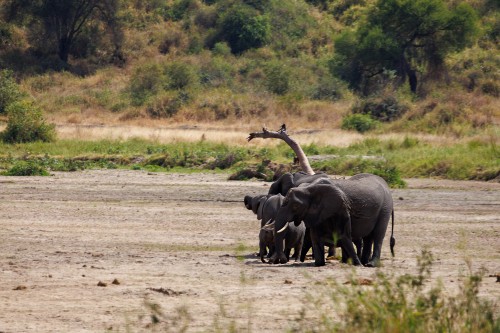 Tanzania26-1291-743.jpg