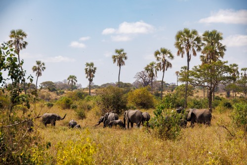 Tanzania26-1300.jpg